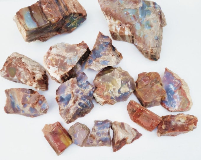Rainbow Petrified Wood, Six Options - Free US Shipping