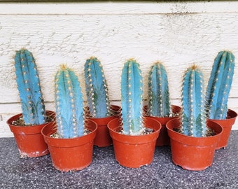 Blue Torch Cactus, One or Two Plants, Pilosocereus Azureus - FREE US Shipping