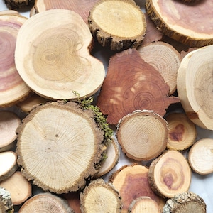 May include: A collection of various wood slices, showcasing natural wood grain patterns and bark edges. The slices vary in size and color, ranging from light tan to reddish-brown. Some pieces have moss attached, adding texture.