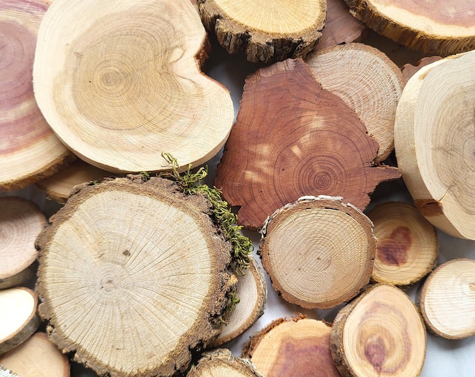 Assorted Tree Slices, Fully Dried With Multiple Options - Free US Shipping