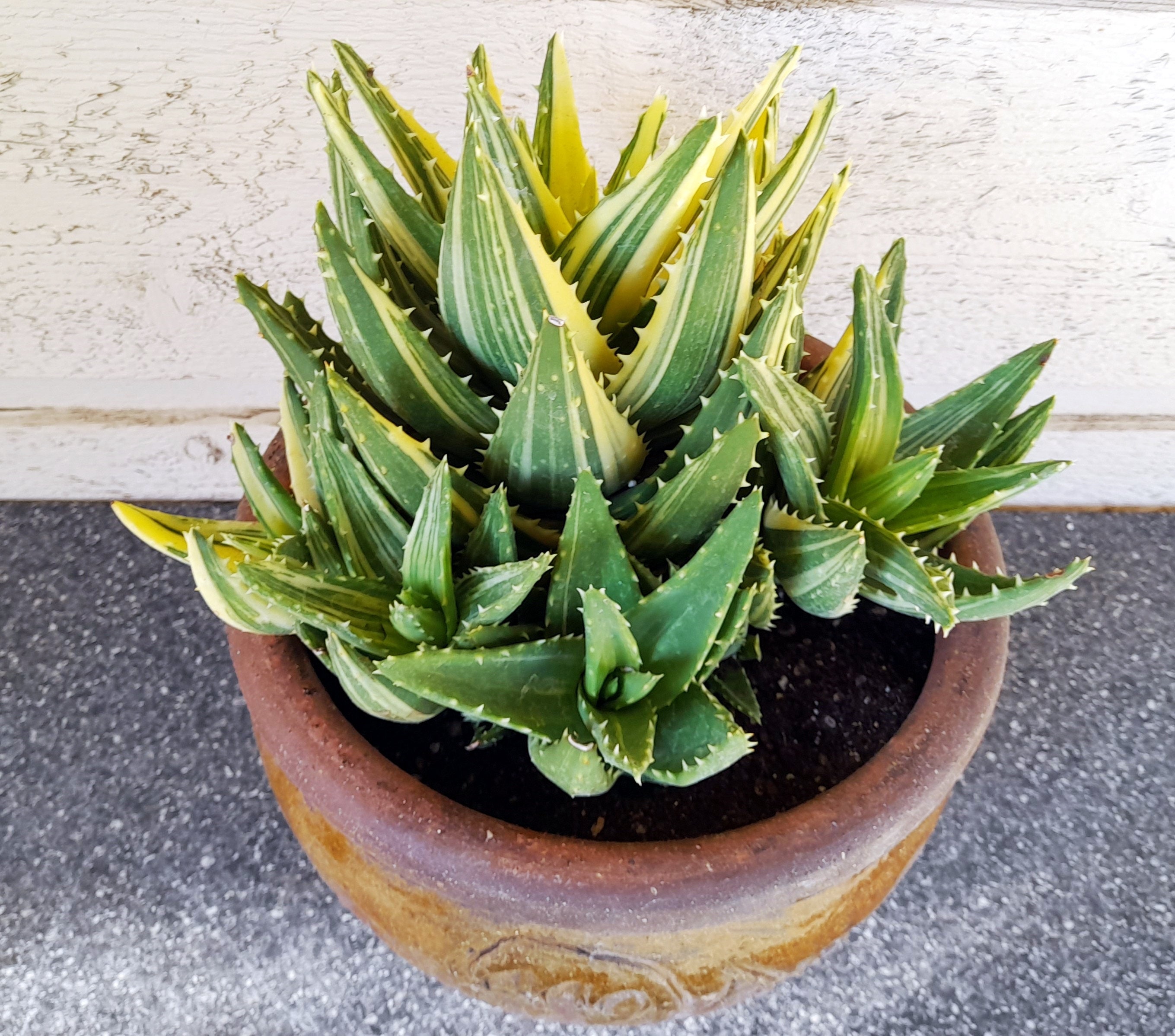 Gold Tooth Aloe Cluster, Variegated Aloe Nobilis - FREE US Shipping