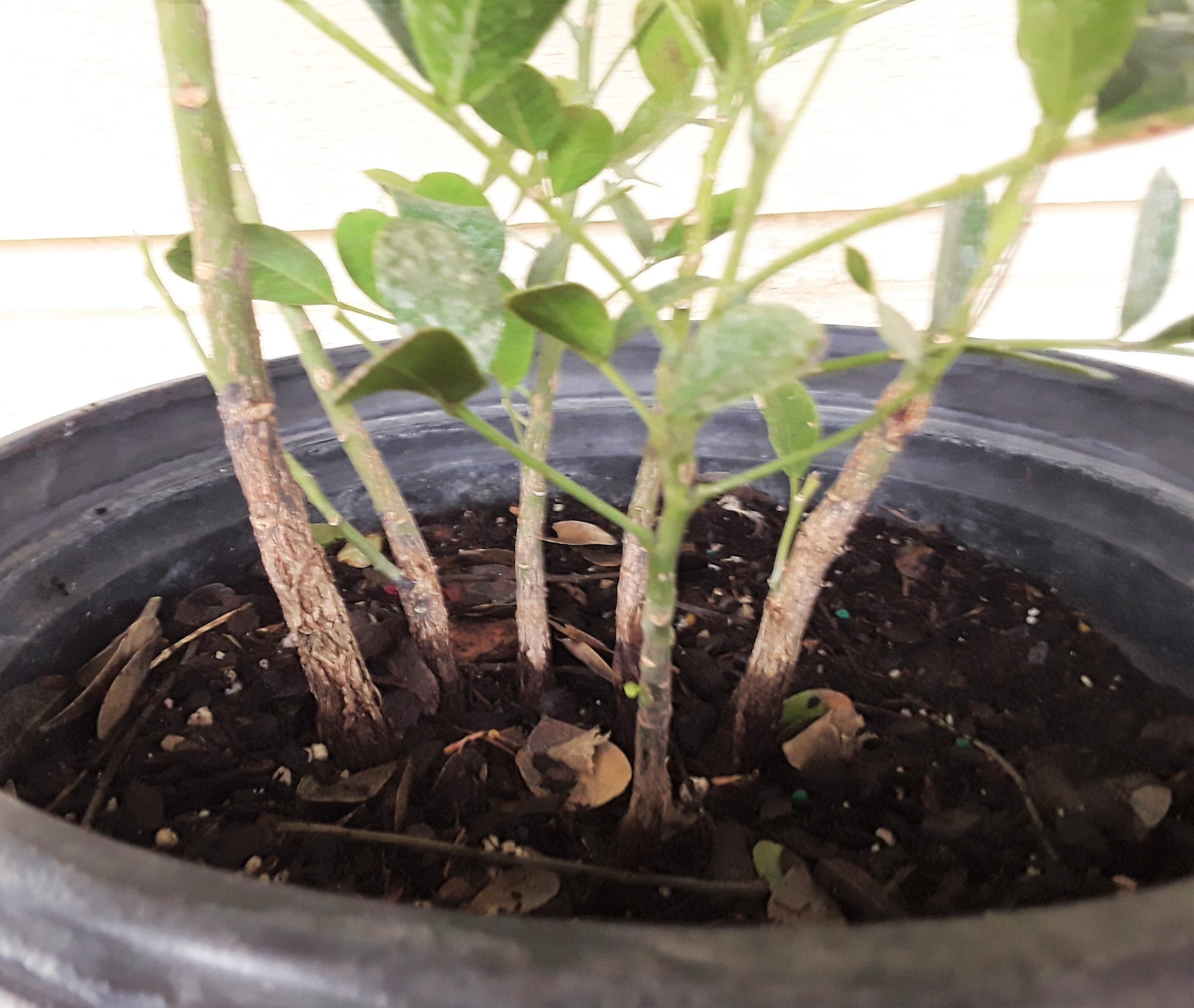 5 Gallon Texas Mountain Laurel Trees FREE US Shipping