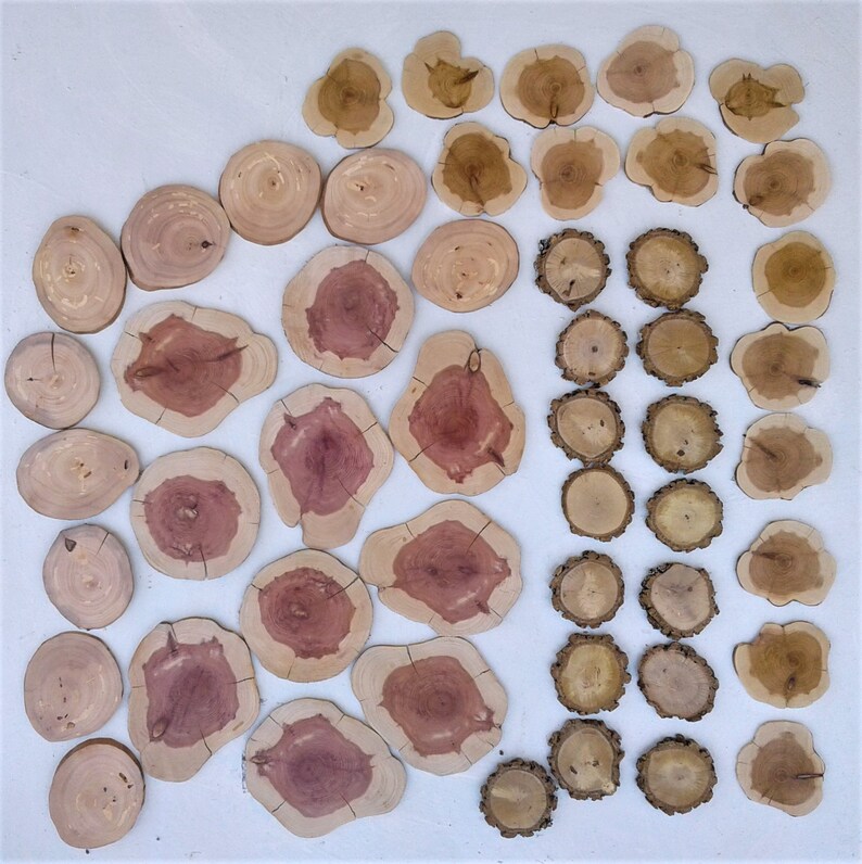 Elm Oak Mountain Cedar 50 Piece Tree Slice Assortment Red Cedar