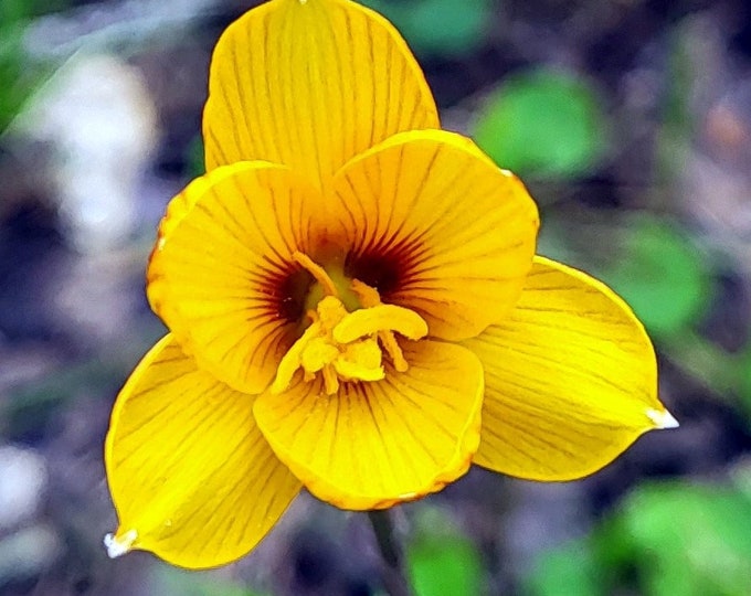 Texas Copper Lily, 10 or 20 Bulbs - Free US Shipping
