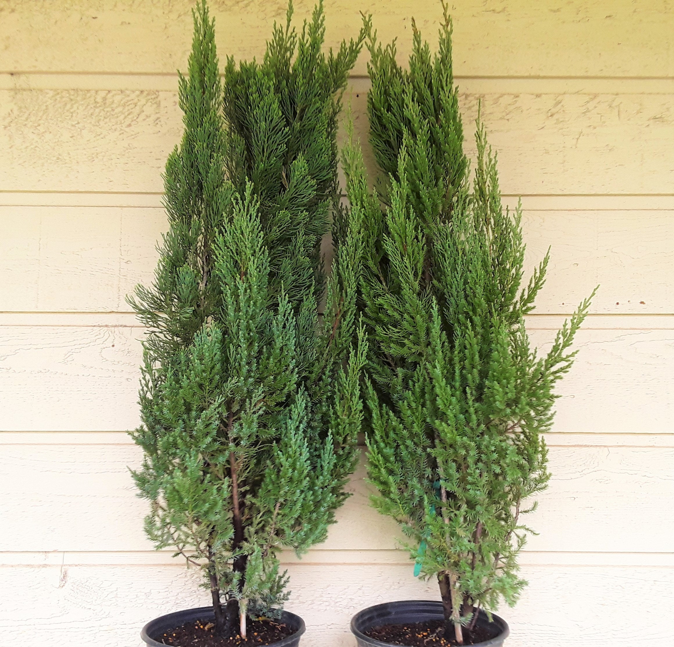 Blue Point Juniper Trees 3 Gallon / 40 Inches Tall FREE US Shipping