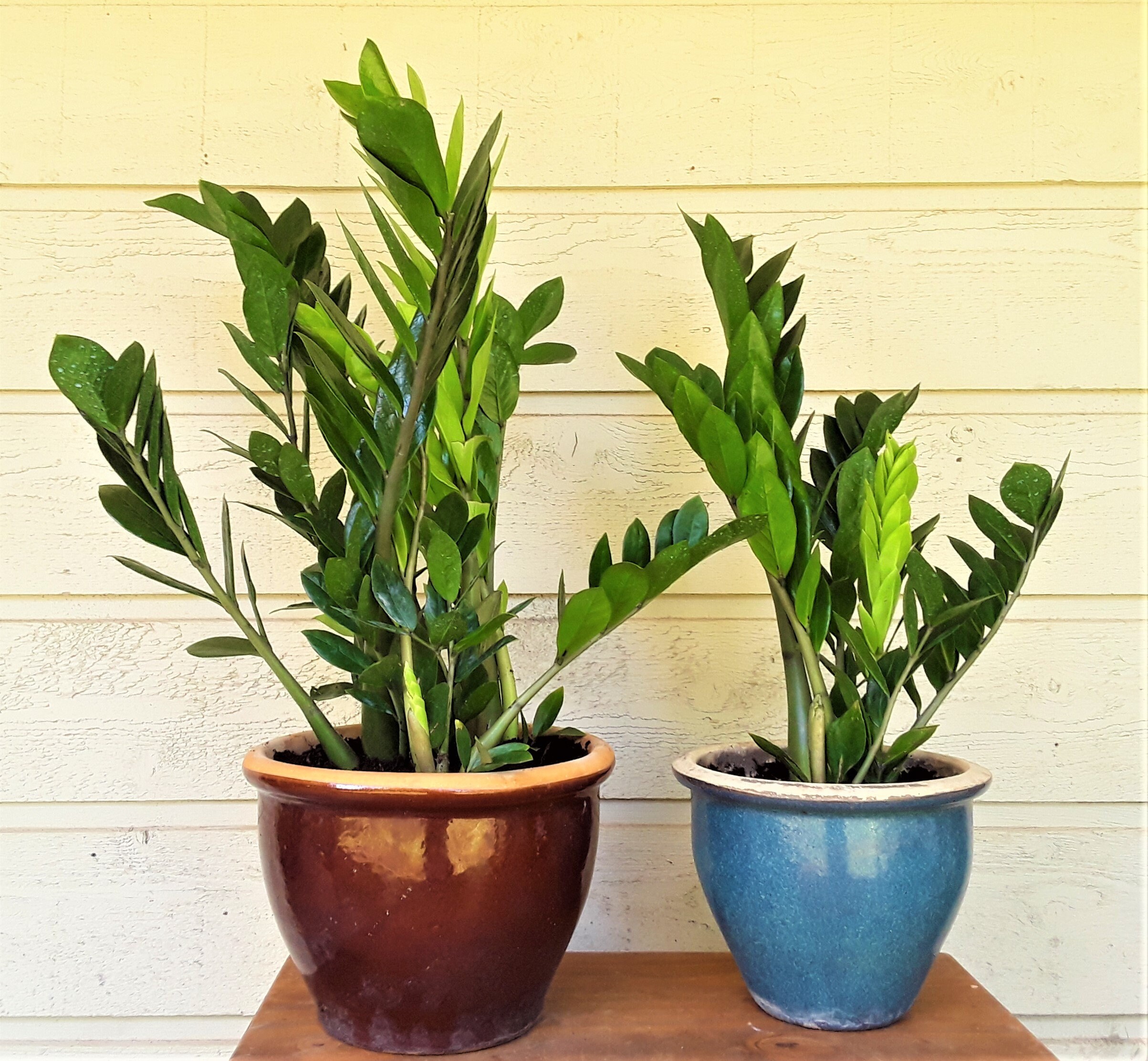 Large ZZ Plants, 1 or 2 Gallons, FREE US Shipping