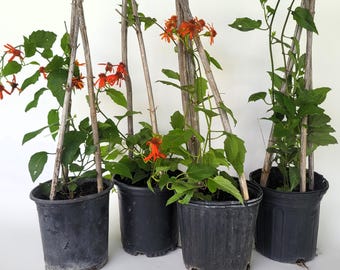 Mexican Flame Vine, 3/4 Gallon, 1-1/2 Feet Tall - Free US Shipping