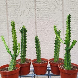 Euphorbia Trigona &quot;Mint Cream&quot; , Free US Shipping