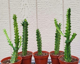 Euphorbia Trigona "Mint Cream" , Free US Shipping