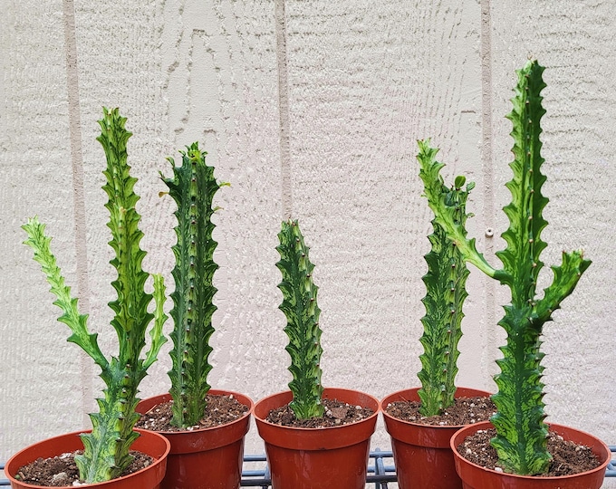 Euphorbia Trigona "Mint Cream" , Free US Shipping