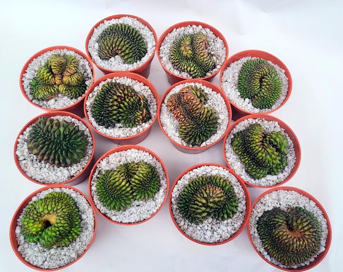Gymnocalycium Inermis Cristata, Choose Exact Plant - Free US Shipping
