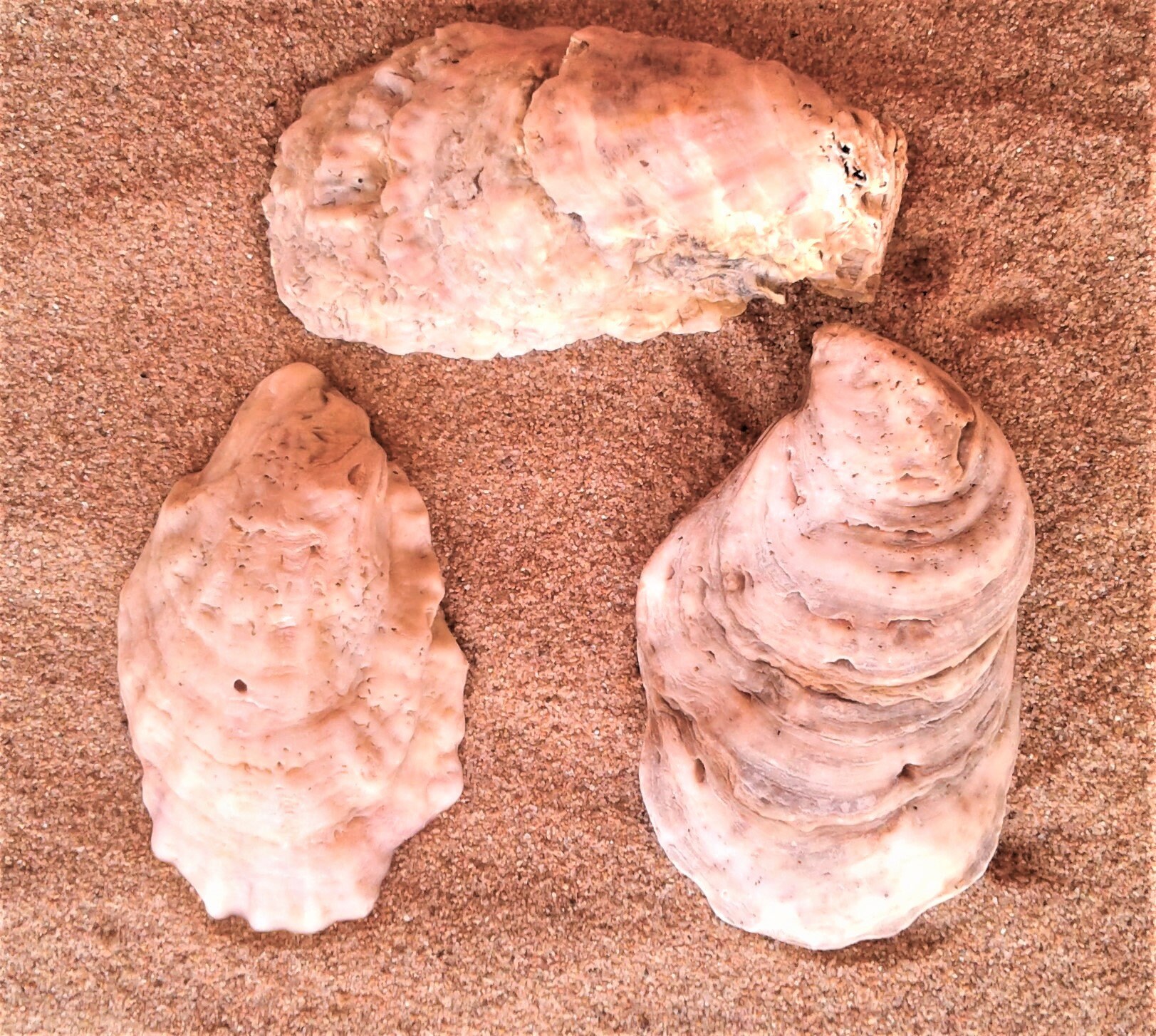 Three Large Oyster Shells Prepared For Aquarium Use three-large-oyster-shells-prepared-for-aquarium-use