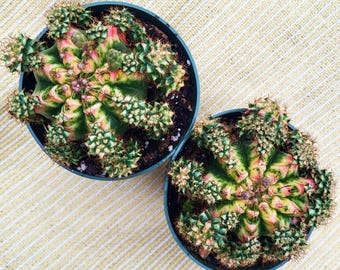 Variegated Gymnocalycium Mihanovichii, Large With Many Offsets, Choose Exact Plant - Free US Shipping