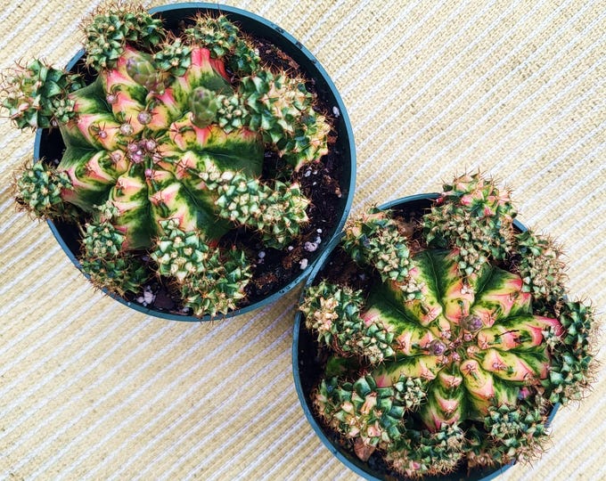 Variegated Gymnocalycium Mihanovichii, Large With Many Offsets, Choose Exact Plant - Free US Shipping