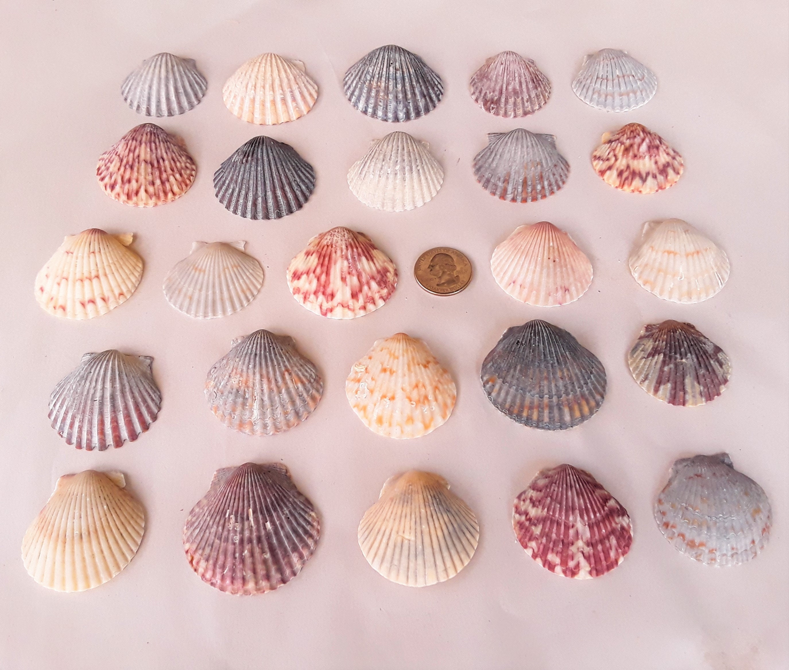 25 Scallop Seashells - 4 Size Options - FREE US Shipping