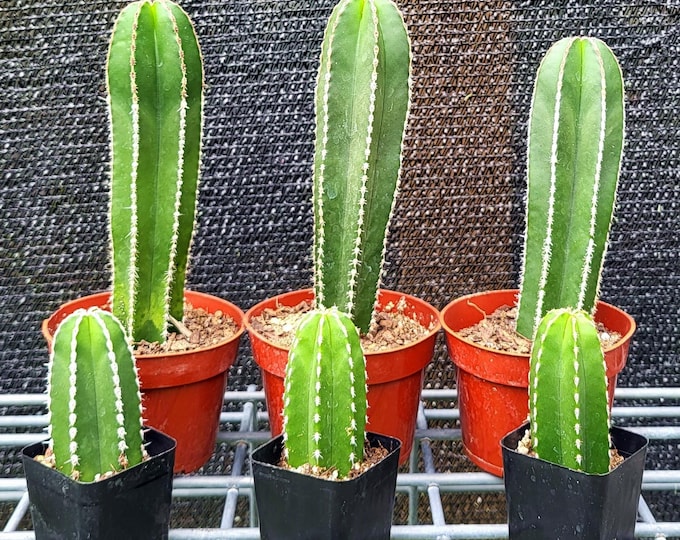Mexican Fencepost Cactus, 2 Sizes - Free US Shipping