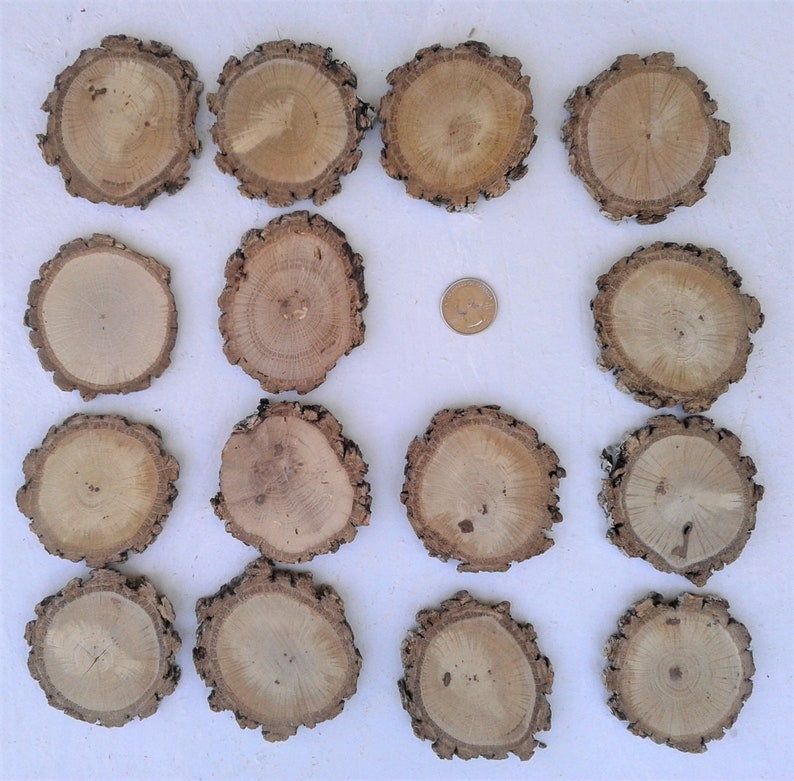 Elm Oak Mountain Cedar 50 Piece Tree Slice Assortment Red Cedar