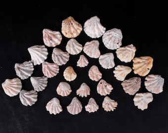 Kitten's Paw Seashells, 10 Piece Set, Three Sizes - Free US Shipping