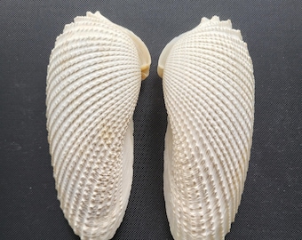 Large Angel Wing Shell Set, Good Condition, 5 Inches - Free US Shipping