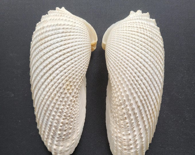 Large Angel Wing Shell Set, Good Condition, 5 Inches - Free US Shipping