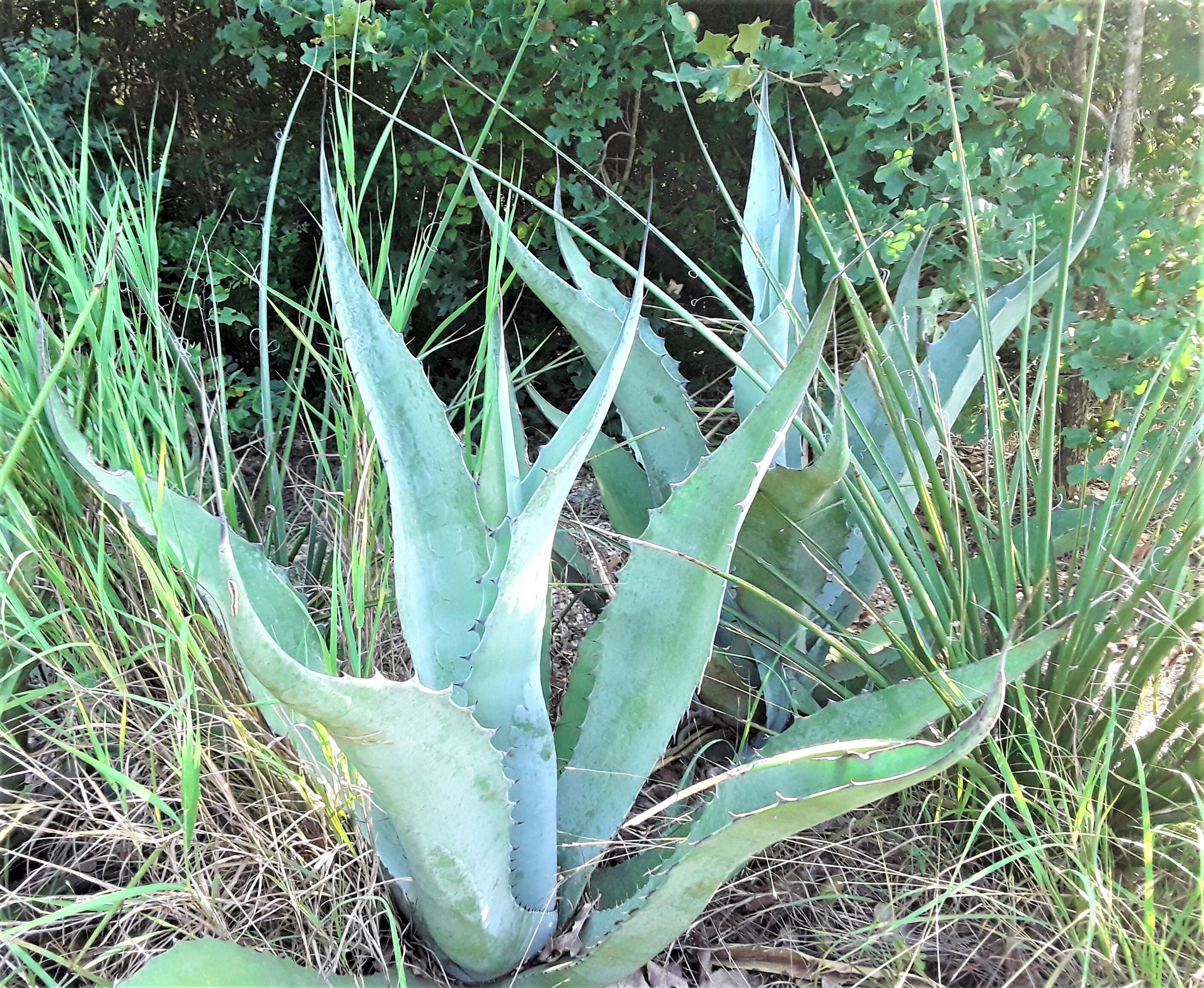 Blue Agave Americana Plants, Many Sizes Available, Free US Shipping