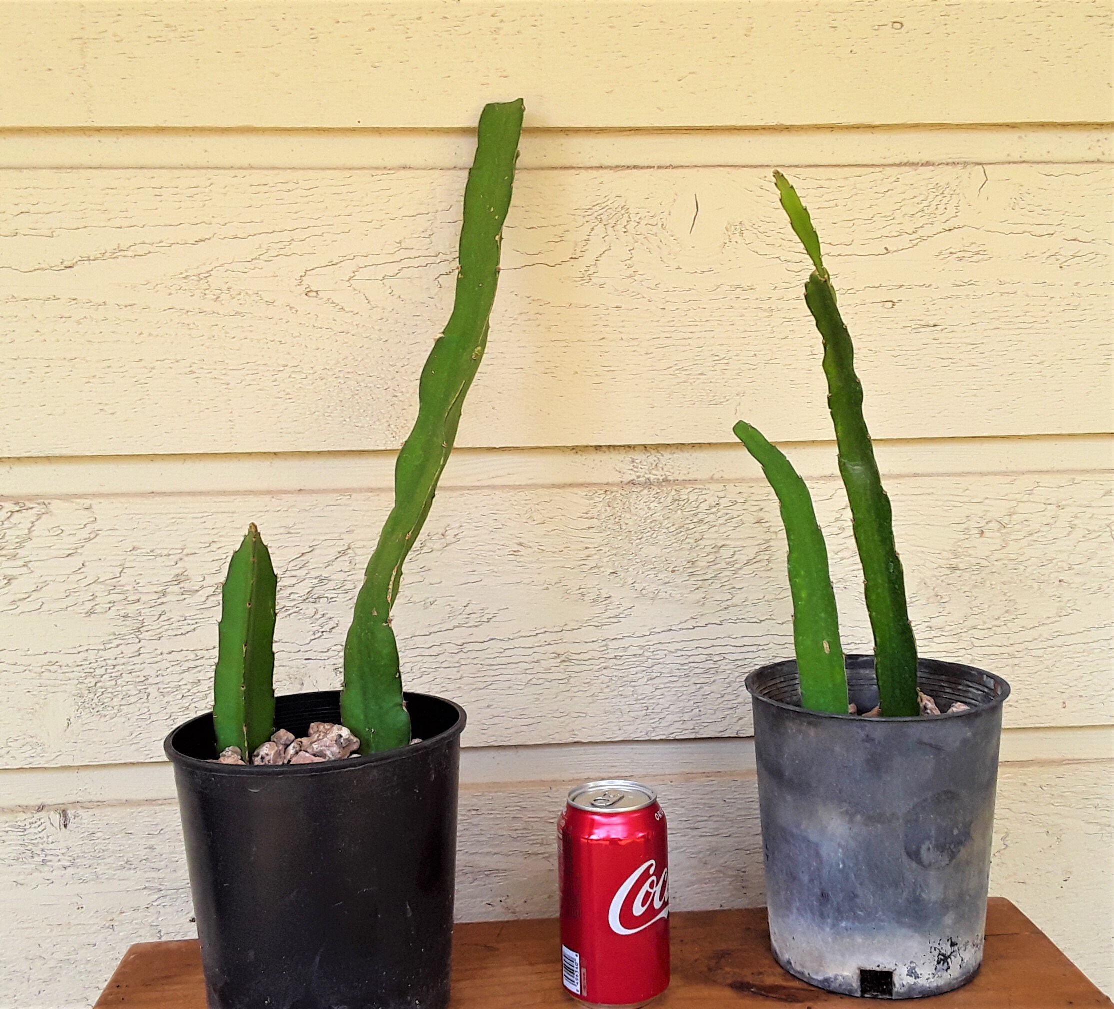 TWO Dragon Fruit Cactus Plants FREE Priority US Shipping