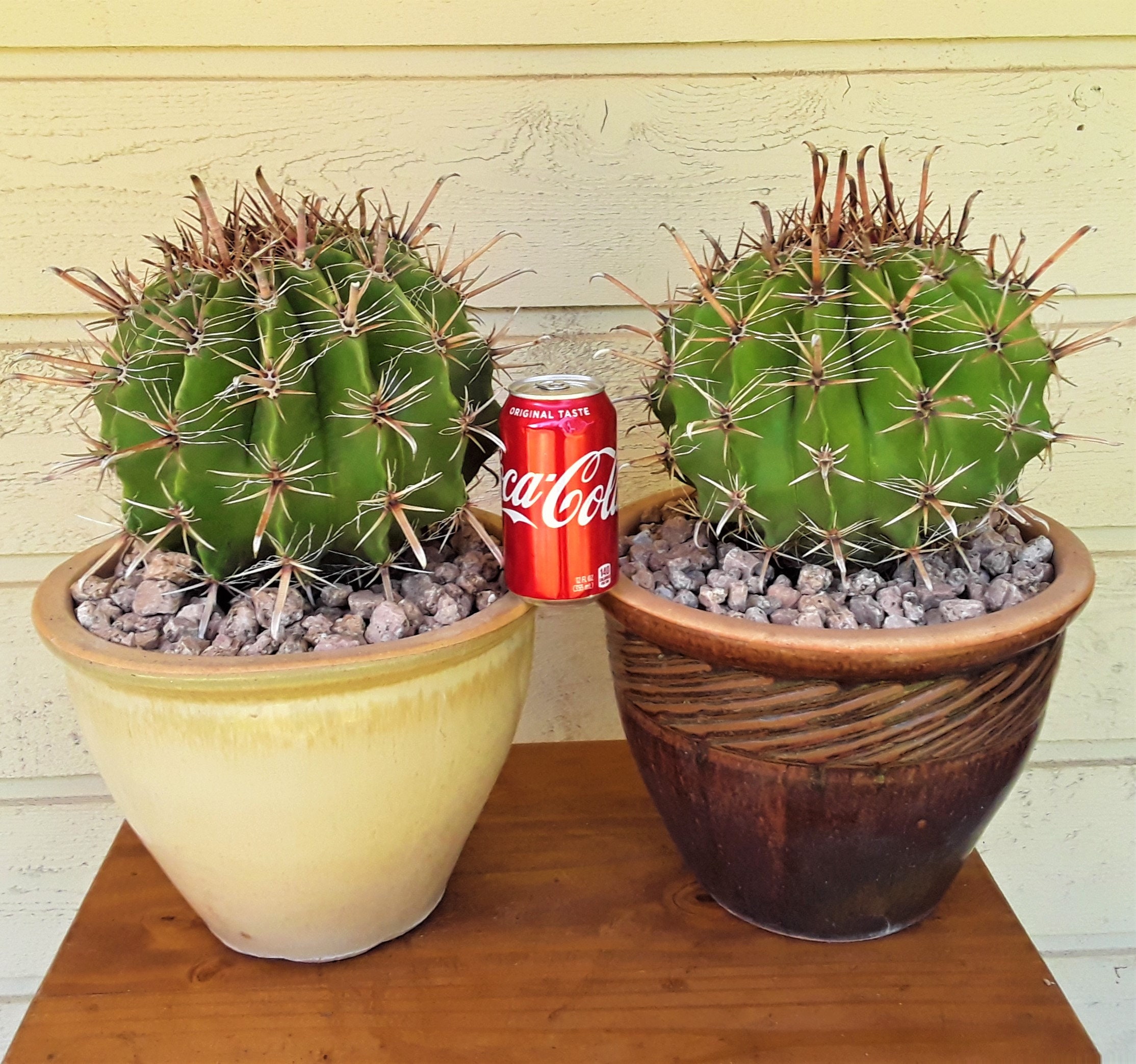 Large Fishhook Barrel Cactus - FREE US Shipping