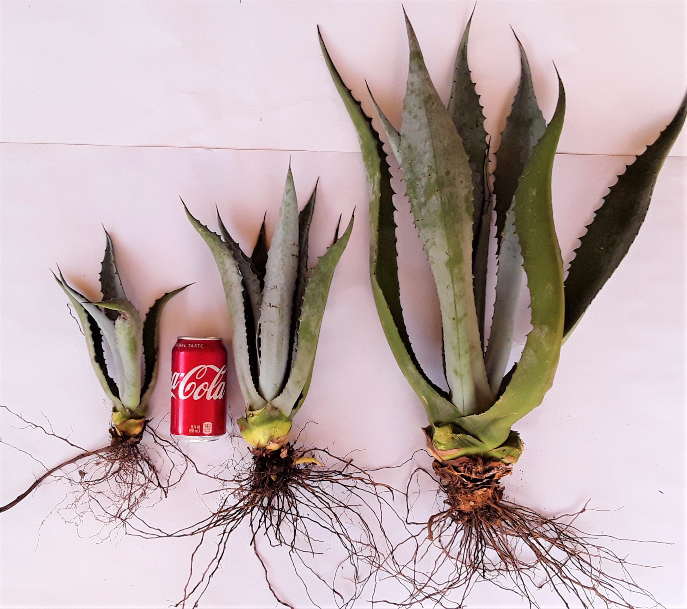 Century Plants, Agave Americana, Three Sizes Available, Up to 2 Feet