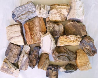 CLEARANCE - Larger Petrified Wood Pieces, 20 To Choose From - Free US Shipping