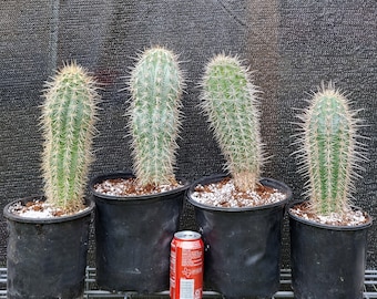 Saguaro Cactus, Larger Pachycereus Pringlei, Choose Exact Plant - Free Shipping