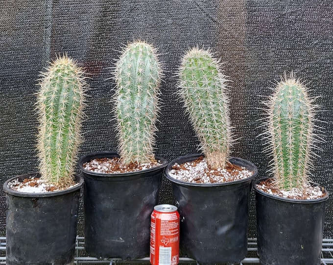 Saguaro Cactus, Larger Pachycereus Pringlei, Choose Exact Plant - Free Shipping