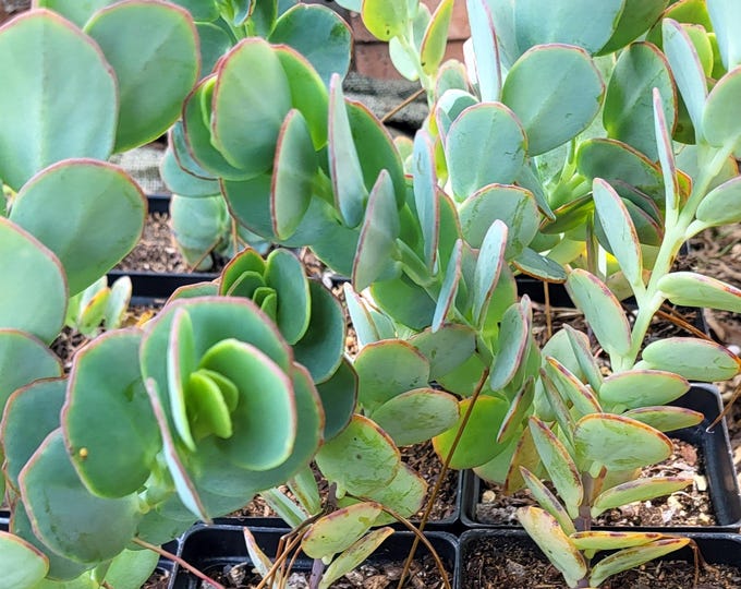 Marnier's Kalanchoe, 1, 2, 4 or 8 Larger Plants - Free Shipping