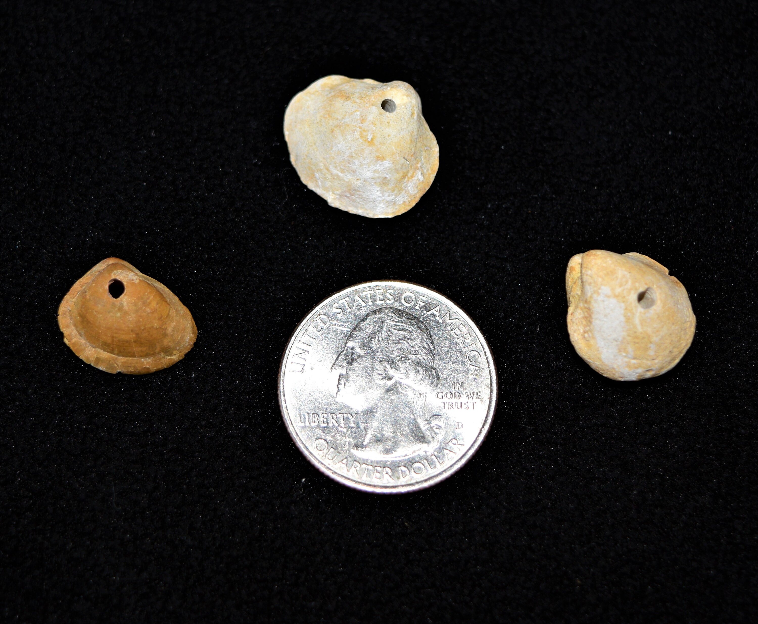12 Fossil Seashell Beads, Natural and Drilled, FREE US SHIPPING