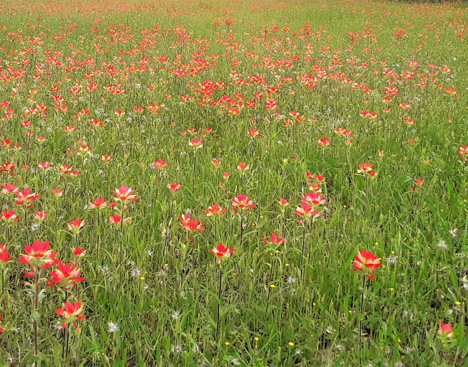 indian paintbrush production indian paintbrush production