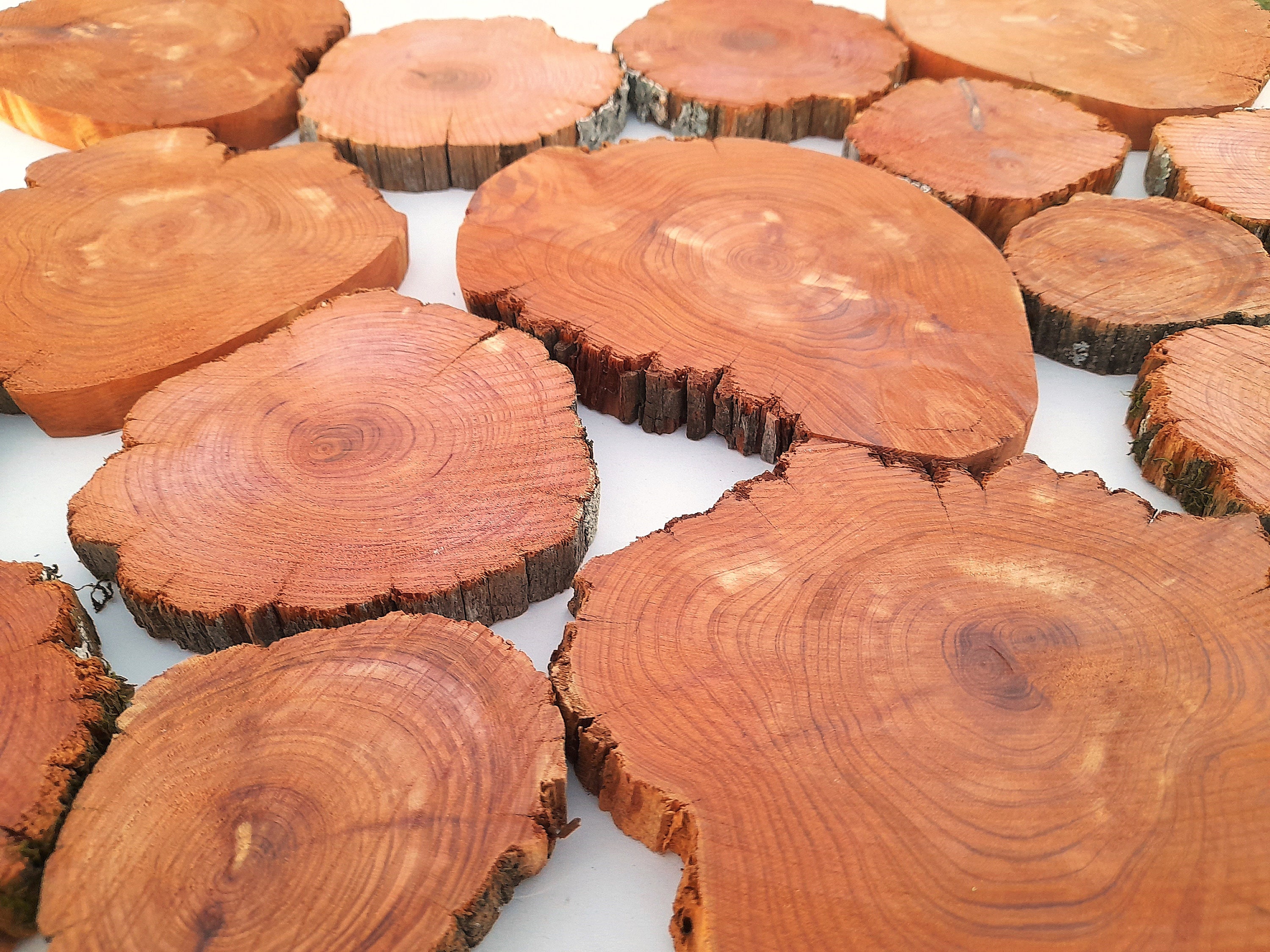 Naturally Preserved and Aged Cedar Slices, Three Sizes - FREE US