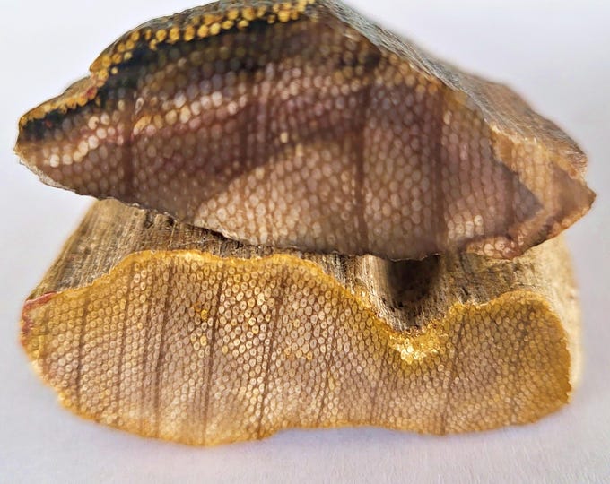 Petrified Snakewood, Very Rare Mennegoxylon Jonesii - Free US Shipping