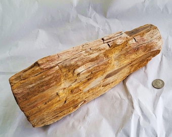 Petrified Wood, 10 Pounds With Great Detail - Free US Shipping