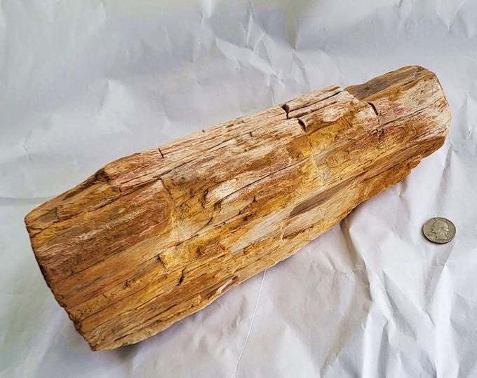 Petrified Wood, 10 Pounds With Great Detail - Free US Shipping