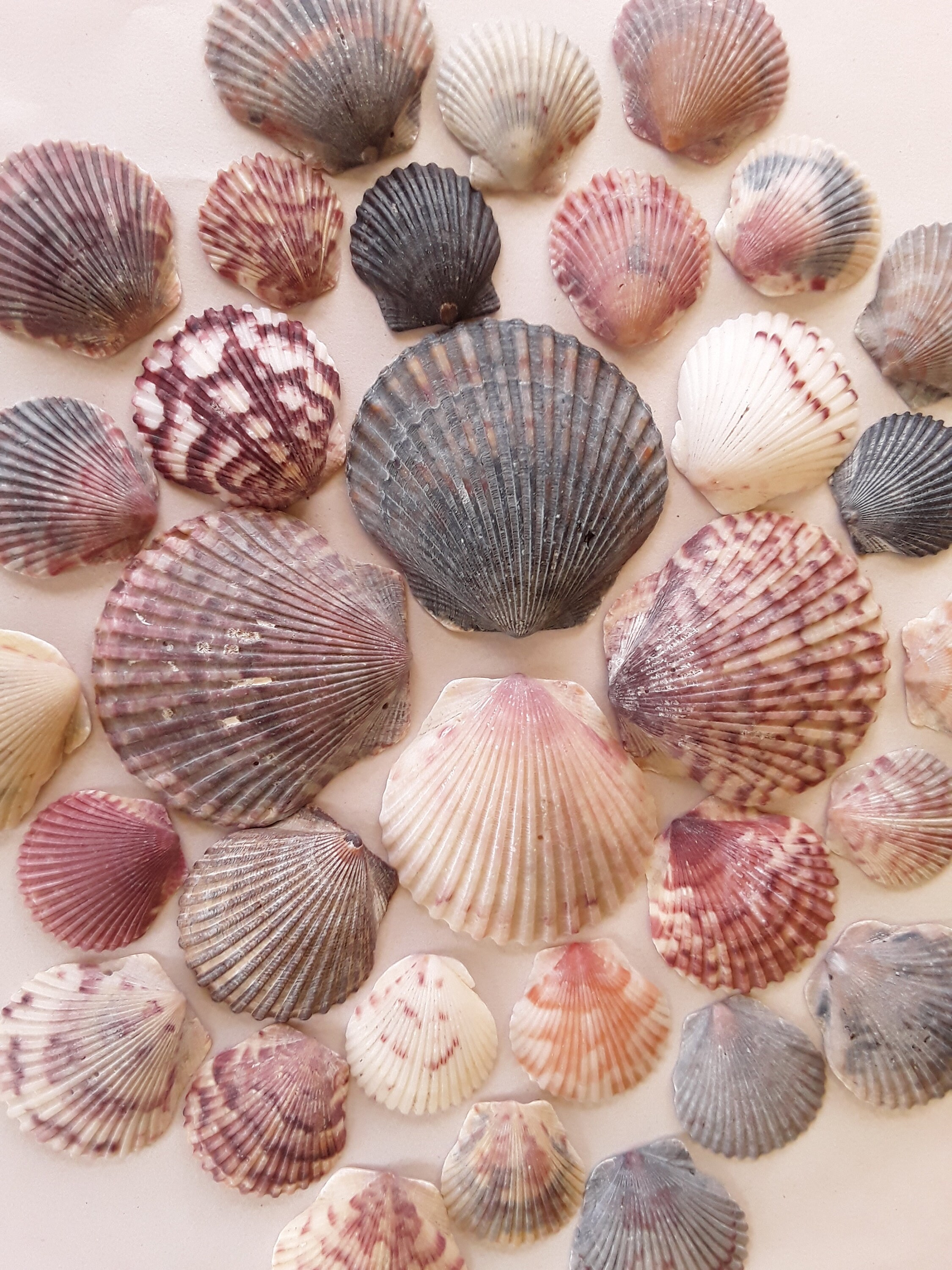 25 Scallop Seashells 4 Size Options FREE US Shipping