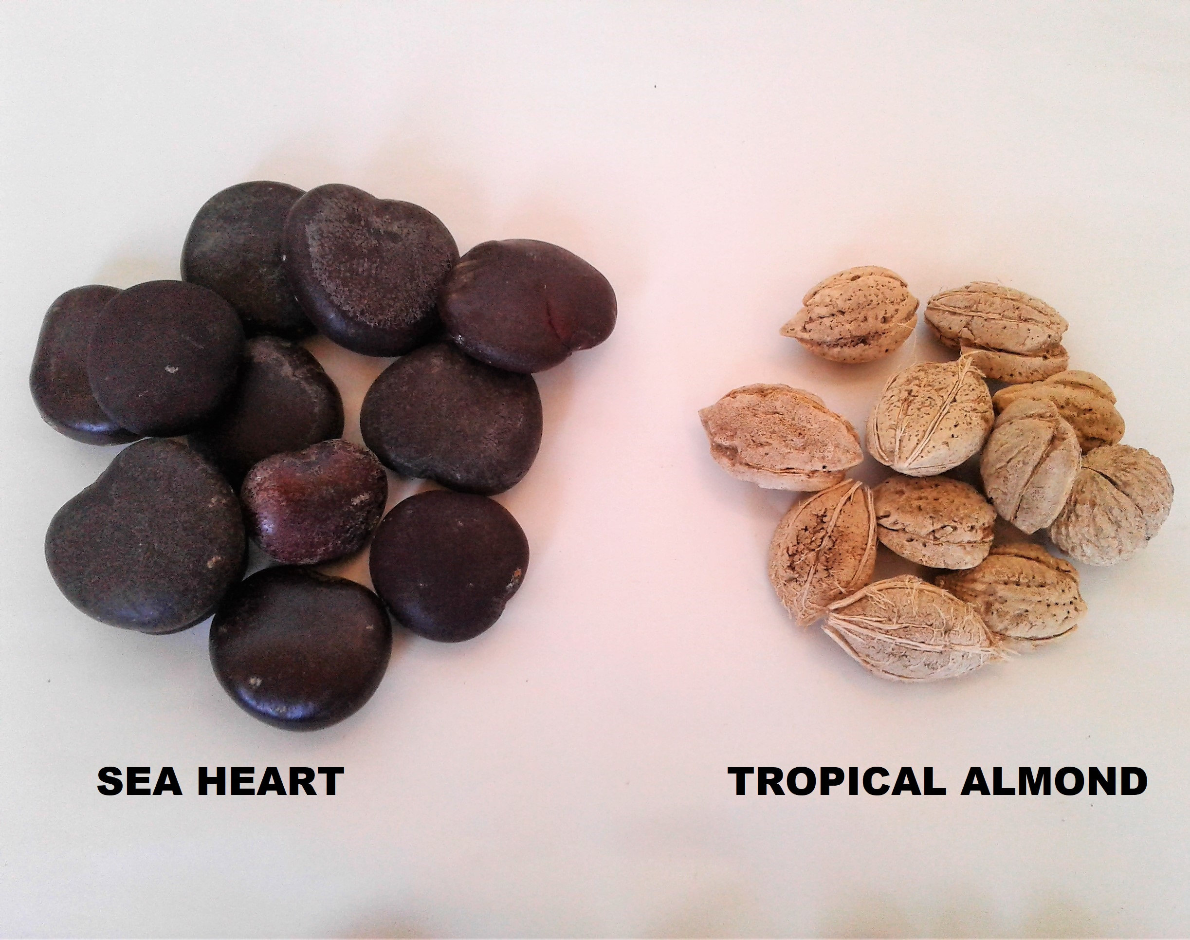 Drift Seed / Sea Bean Assortment
