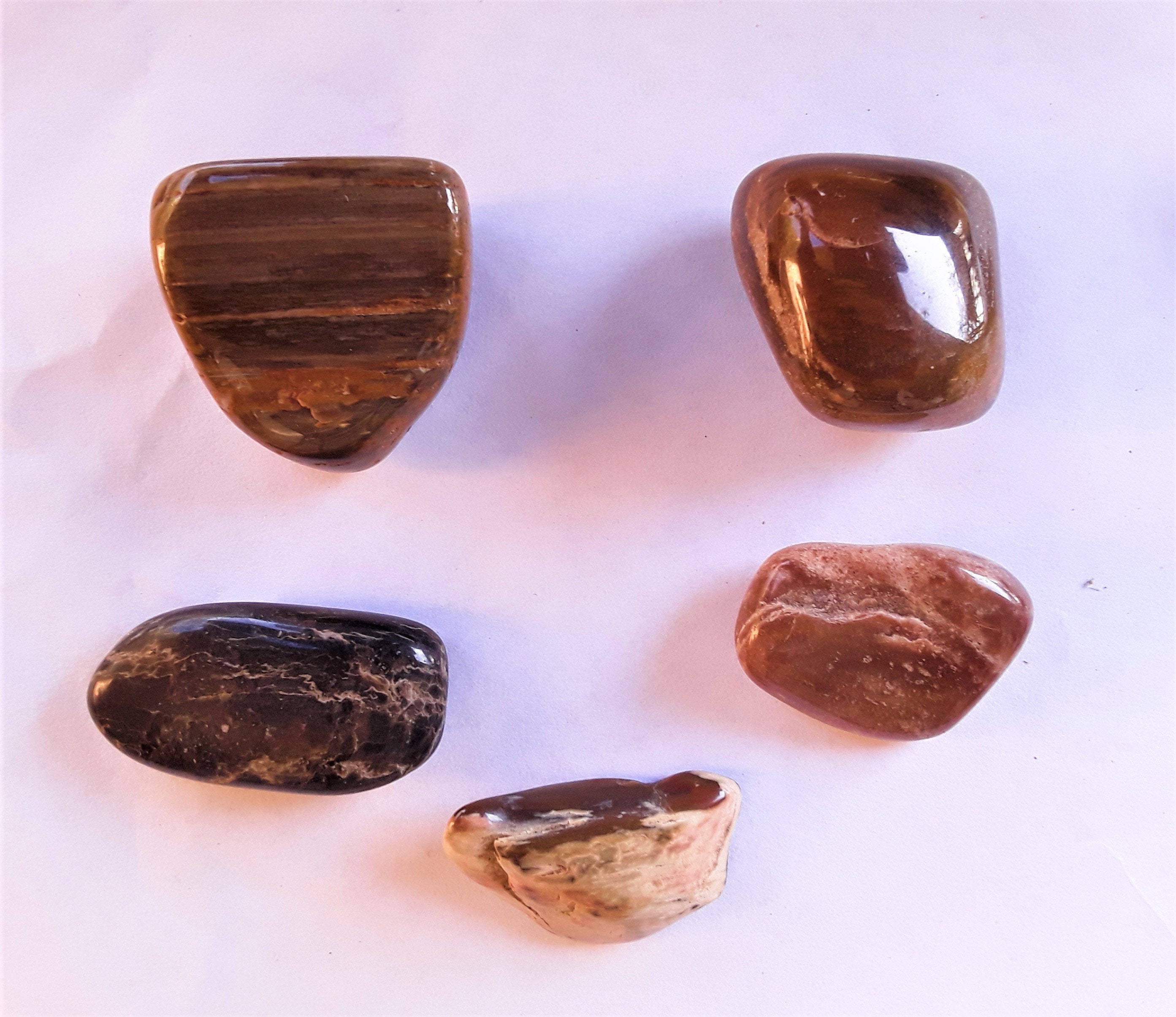 Polished Petrified Wood, 10 Pieces FREE US Shipping