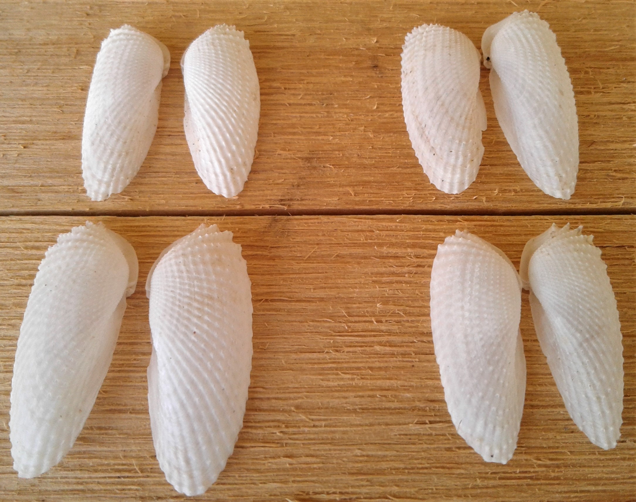 RARE Extra Small Angel Wing Shells, 4 Sets (8 Shells), Great Condition