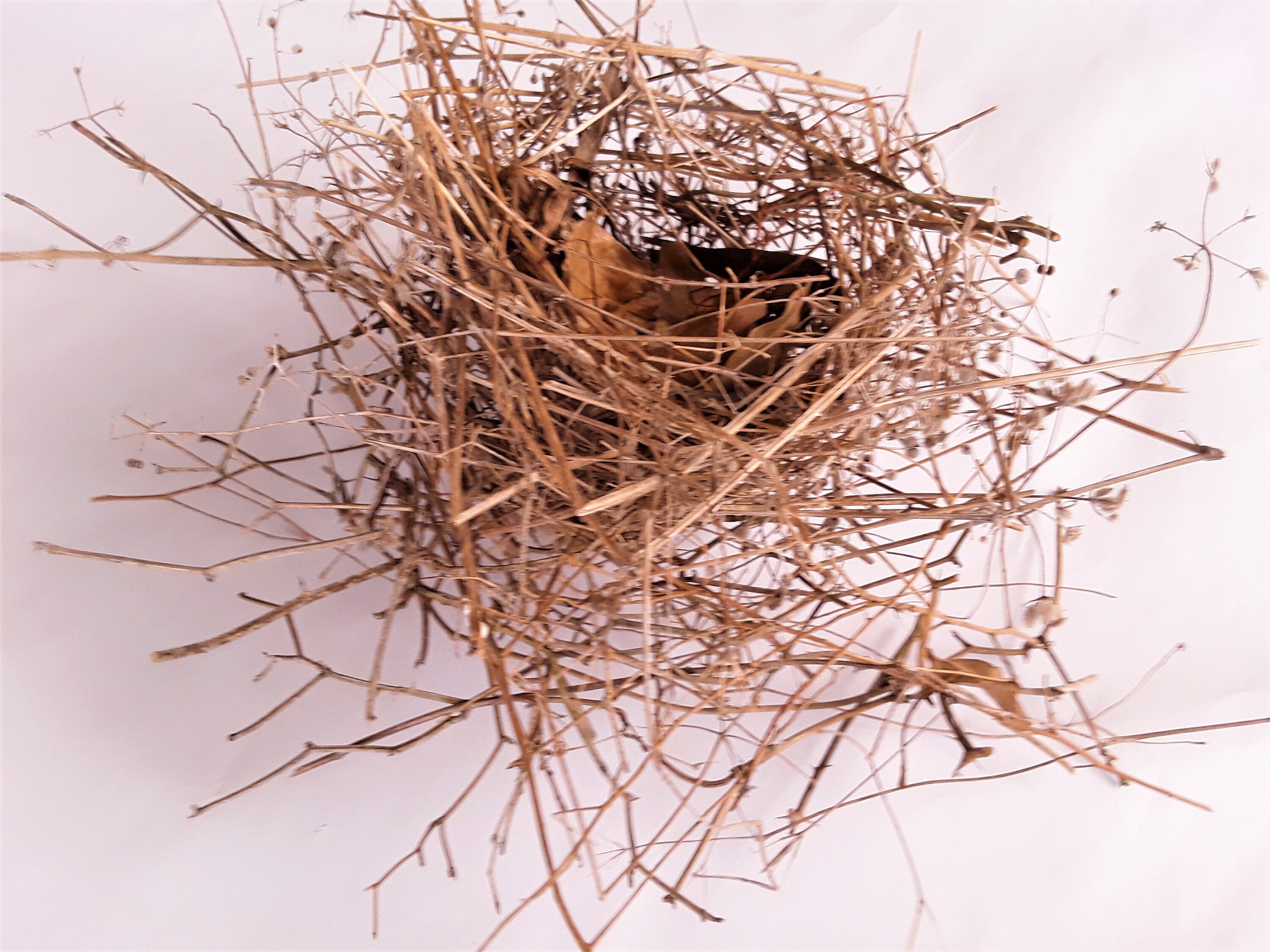 Natural Birds Nest, FREE US Shipping