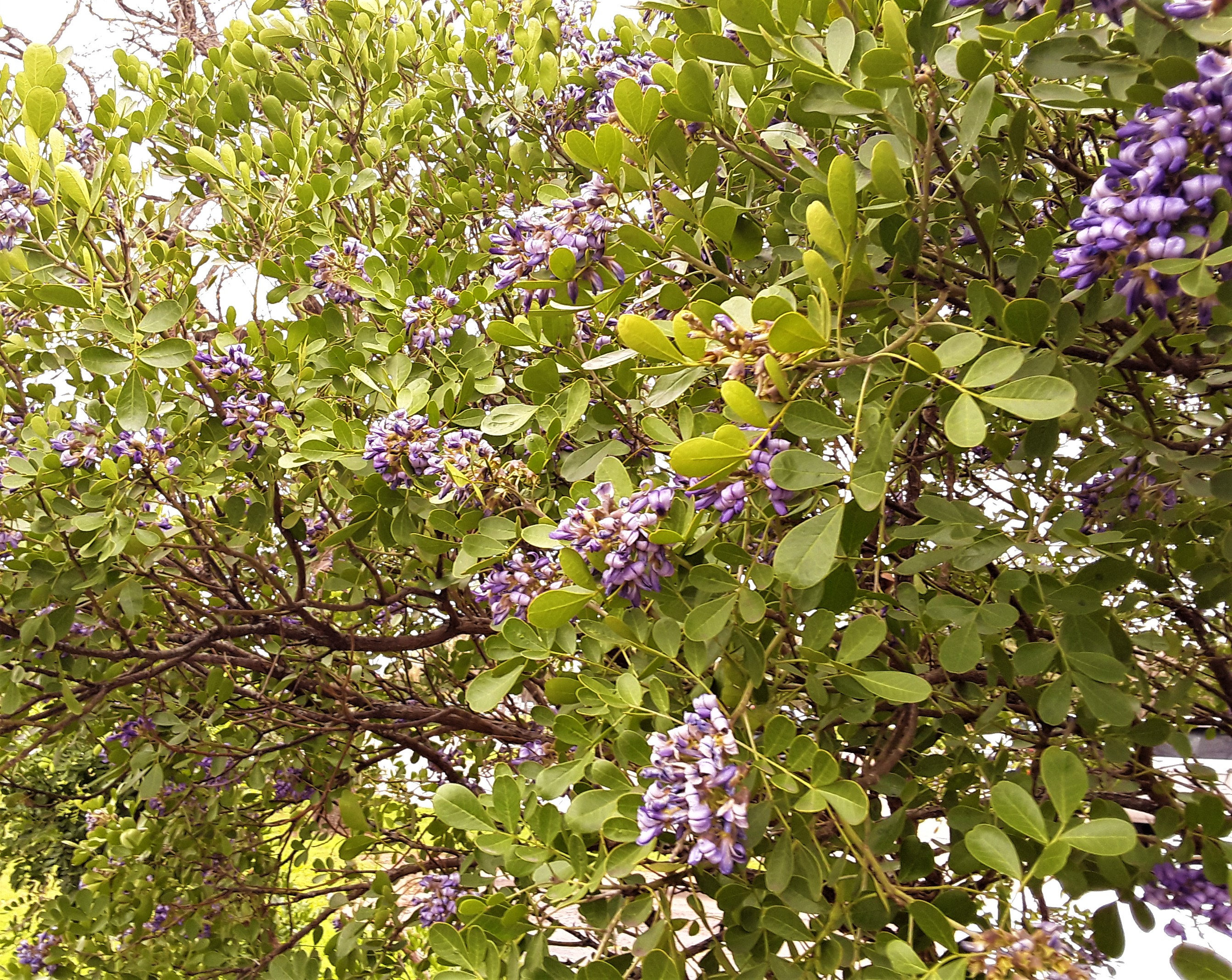 5 Gallon Texas Mountain Laurel Trees  FREE US Shipping