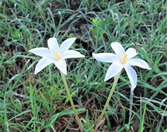 Wild Evening Rain Lily, 10 or 20 Bulbs - Native to Southern United States - FREE US Shipping