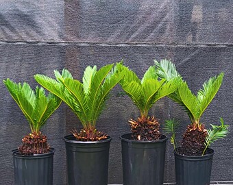 Large King Sago Palms, Choose Exact Plant - US Shipping Included