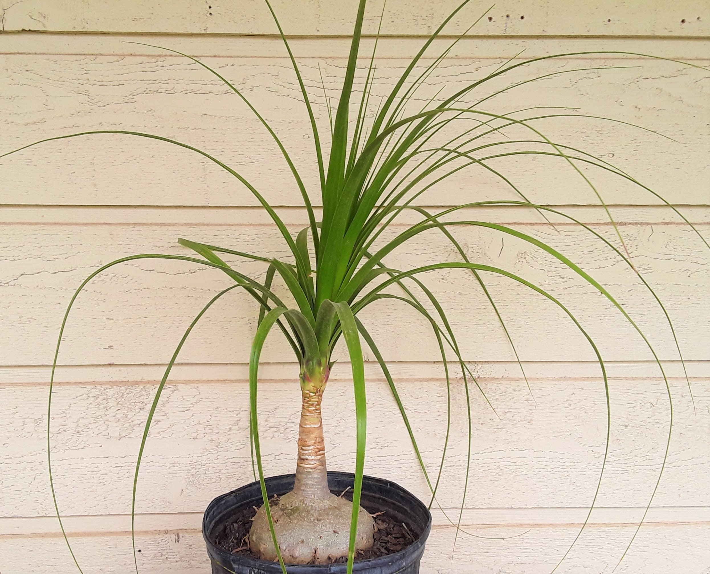 LARGE Ponytail Palms, 21/2 Gallon, 20 Inches Tall FREE US Shipping