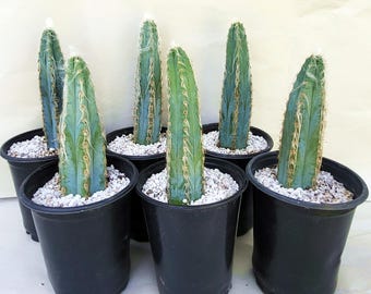 Pilosocereus Leucocephalus Cactus - Free US Shipping