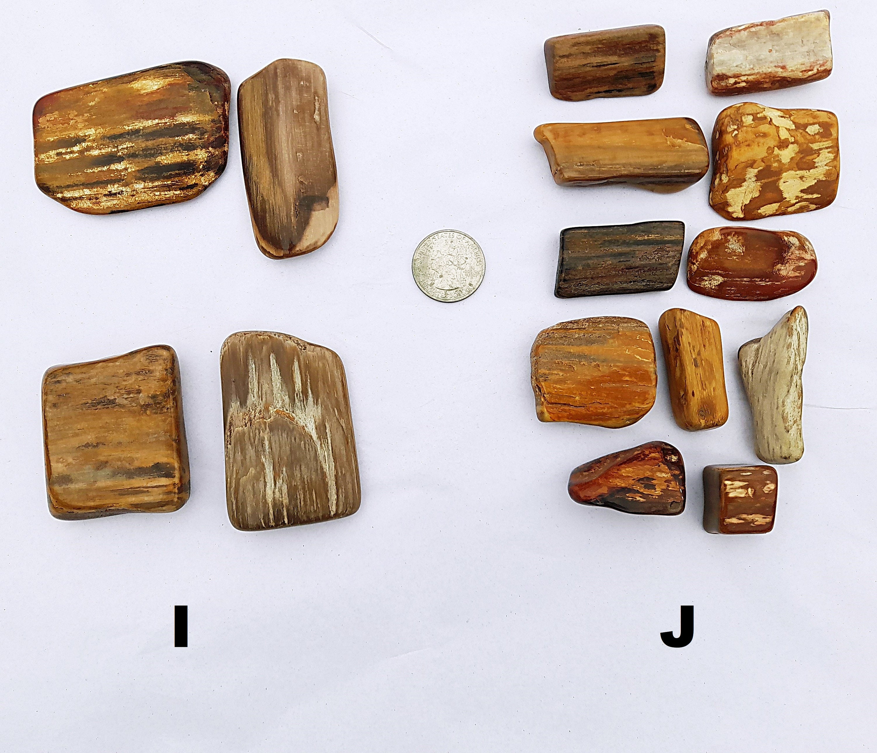 Polished Petrified Wood, 1/2 Pound, Choose Your Pieces US Shipping Included