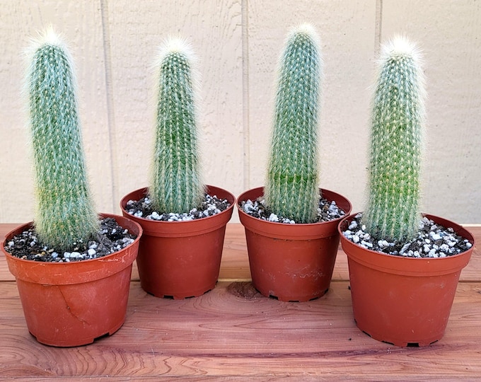 Old Man Cactus Plants, 5-1/2 to 6 Inches - Free US Shipping